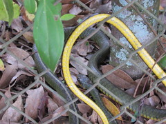 Chironius bicarinatus