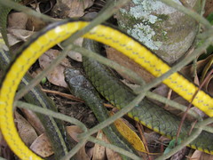 Chironius bicarinatus