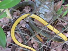 Chironius bicarinatus