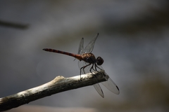 Elasmothemis cannacrioides