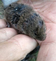 Microtus lusitanicus
