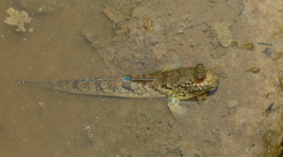 Atlantic Mudskipper