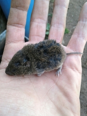 Microtus lusitanicus