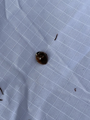 iNaturalist observation photo of Flying Saucer Lady Beetle