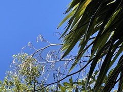 Phormium cookianum hookeri
