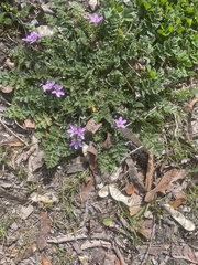 Erodium cicutarium