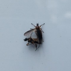 Bibio articulatus