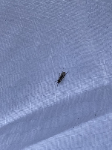 iNaturalist observation photo of Dark-winged Fungus Gnats