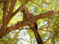Corythaixoides concolor pallidiceps