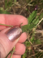 Convolvulus arvensis