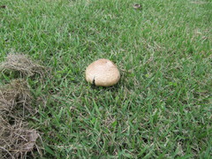 Agaricus augustus