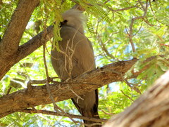 Corythaixoides concolor pallidiceps