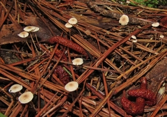 Collybiopsis quercophila