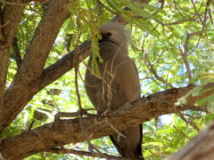 Corythaixoides concolor pallidiceps