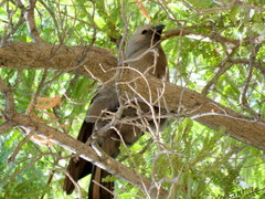 Corythaixoides concolor pallidiceps