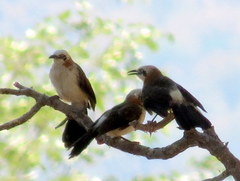 Turdoides gymnogenys