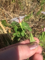 Convolvulus arvensis