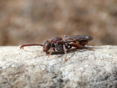 Nomada maculata