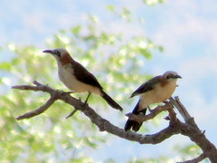 Turdoides gymnogenys