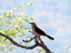 Turdoides gymnogenys