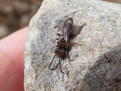 Nomada maculata