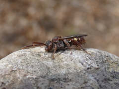 Nomada maculata