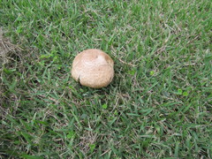 Agaricus augustus