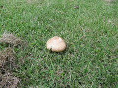 Agaricus augustus