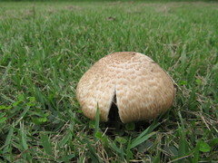 Agaricus augustus