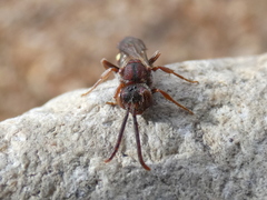 Nomada maculata