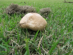 Agaricus augustus