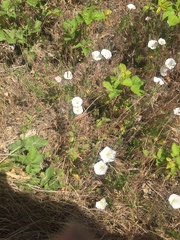 Convolvulus arvensis