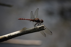 Elasmothemis cannacrioides