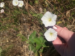 Convolvulus arvensis