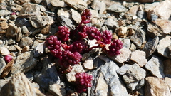 Sedum candolleanum