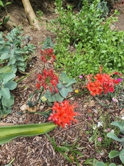Nerine