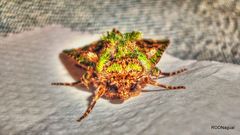 Heterochroma berylloides