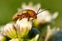 Chlamophora