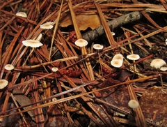 Collybiopsis quercophila