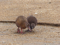 Gallirallus australis scotti