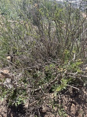 Eriogonum fasciculatum foliolosum