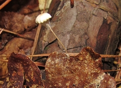 Collybiopsis quercophila