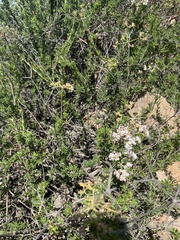 Eriogonum fasciculatum foliolosum