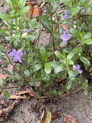 Dyschoriste oblongifolia