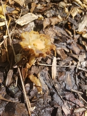 Kuehneromyces marginellus