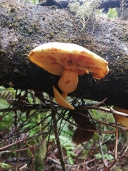Gymnopilus chilensis