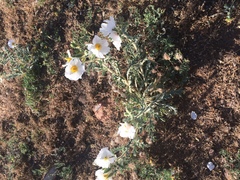 Argemone munita