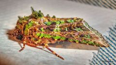 Heterochroma berylloides