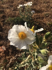 Argemone munita