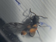 Anthocomus